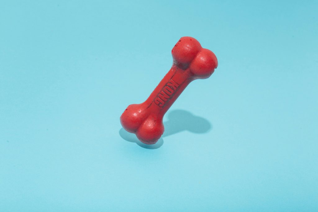 rubber dog toy